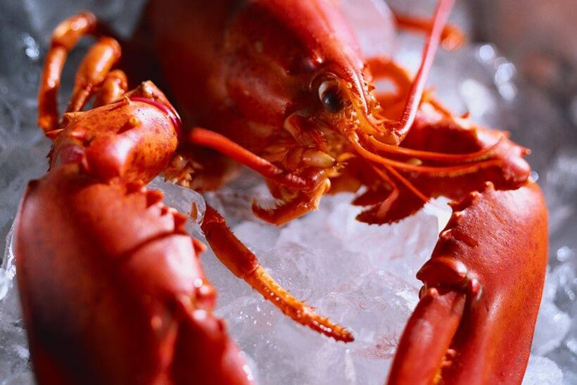 lobster on ice