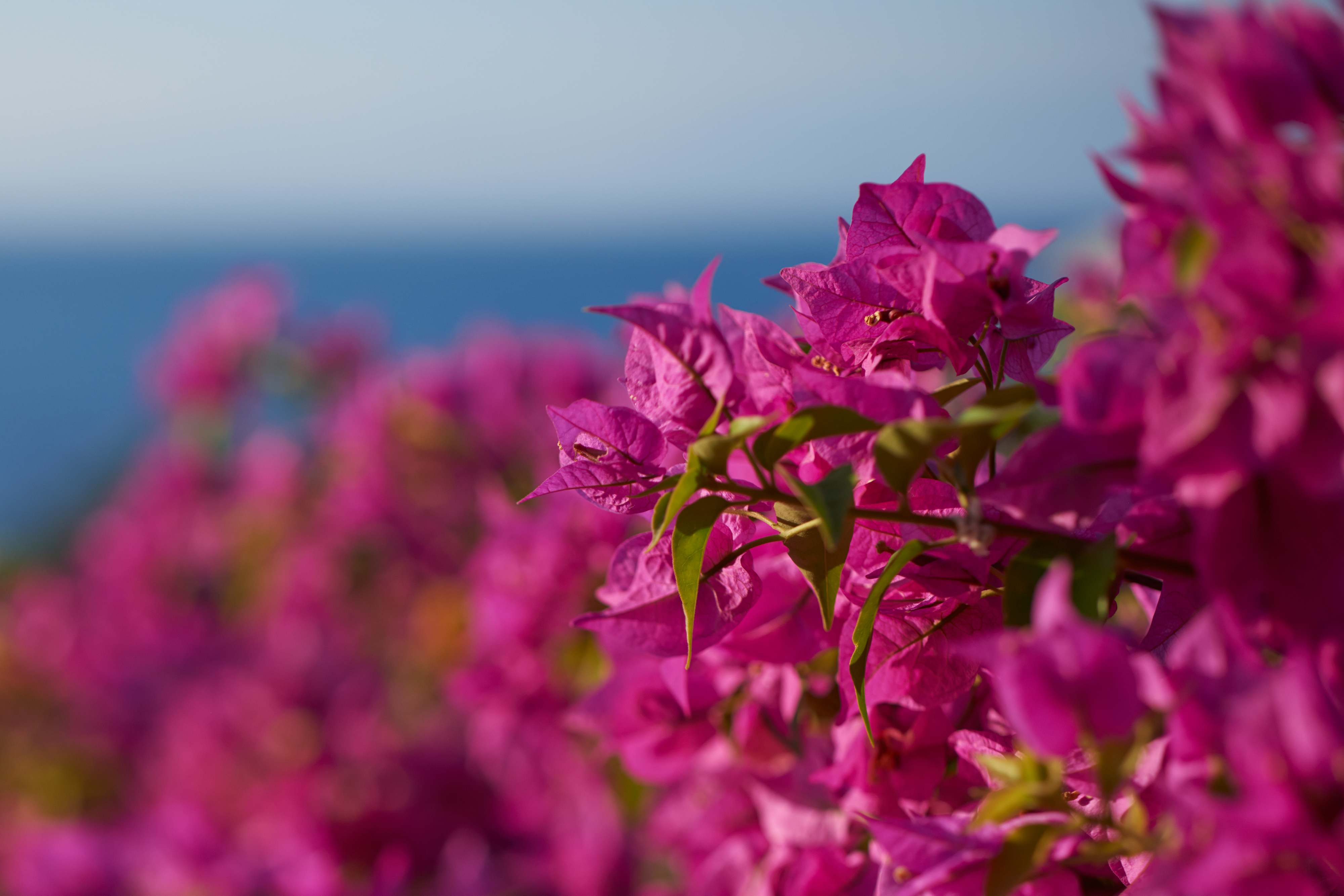 Begonvil Suit Luks Suit Mandarin Oriental Bodrum