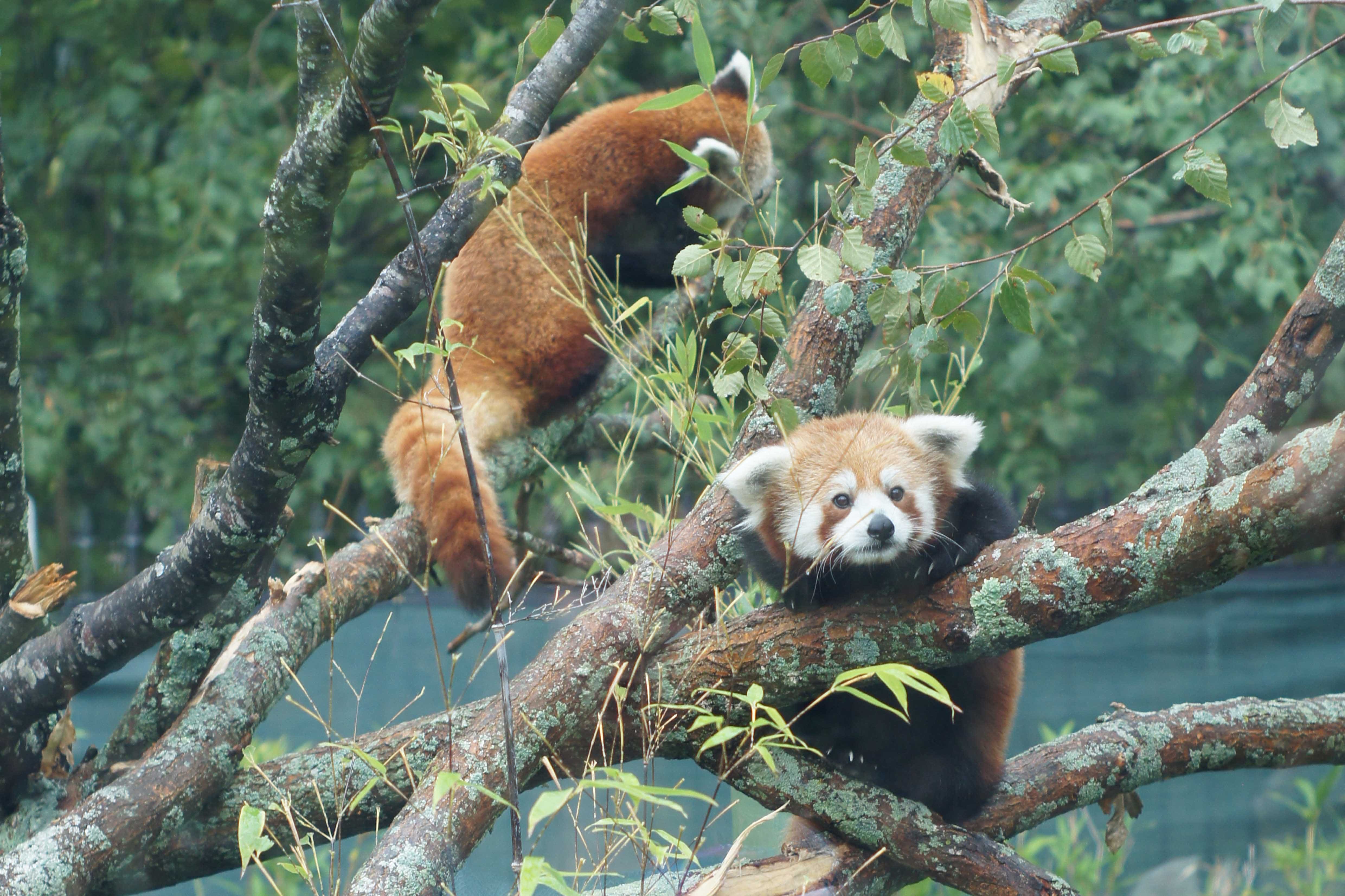 Franklin Park Zoo experience