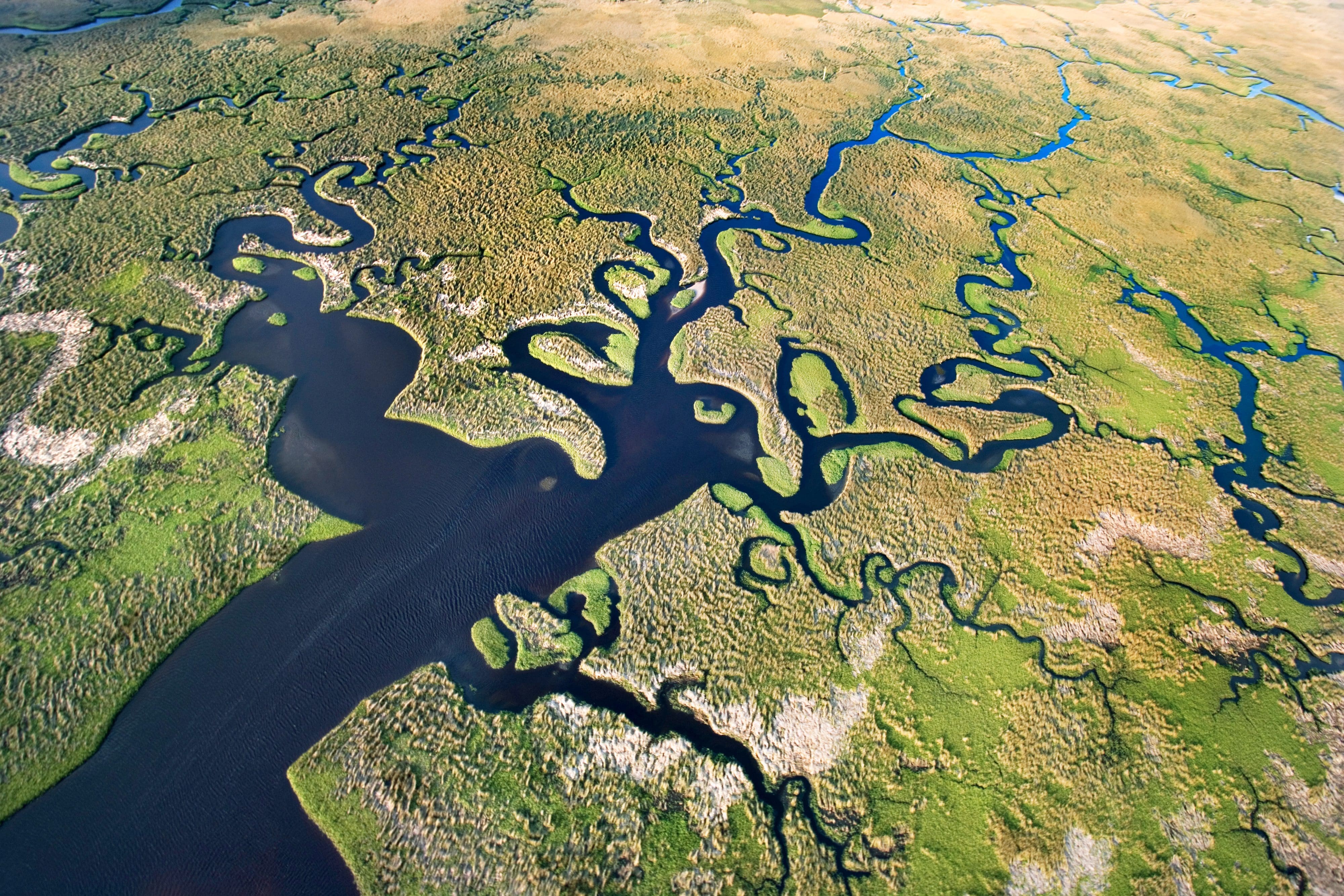 Aerial shot of the winding branches of the waterways of the Everglades National Park