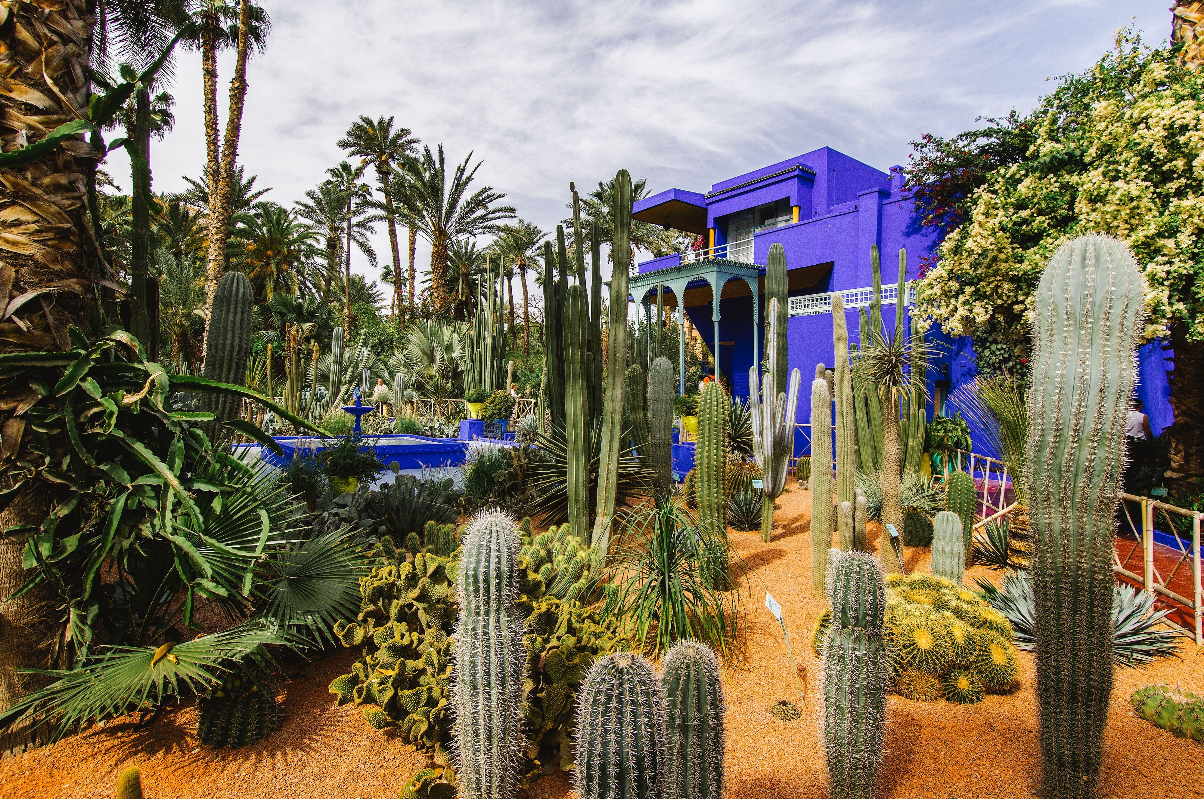 Cactus plants in Jardin Majorelle with the bold purple walls of the house in the background