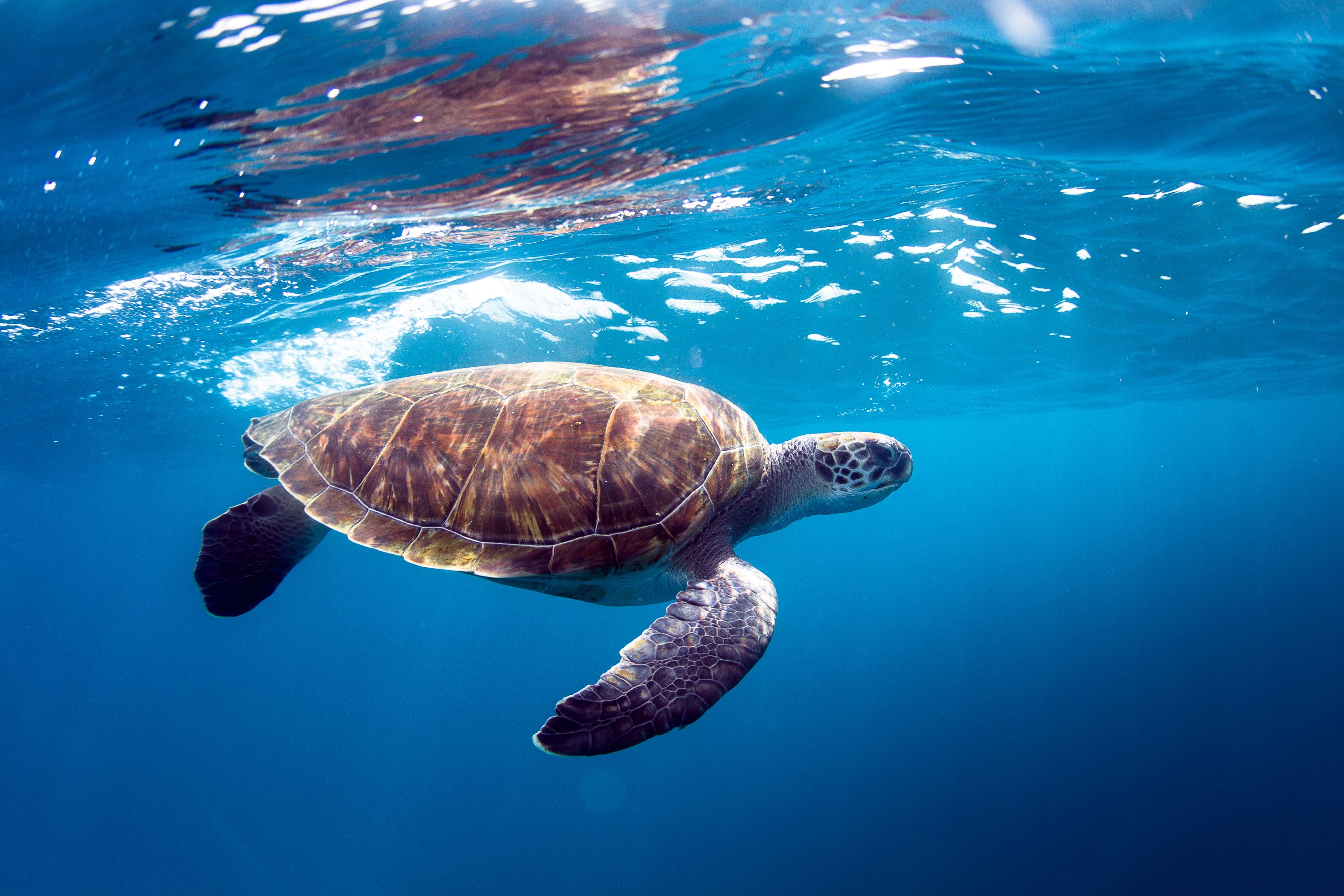 Sea turtle swimming beneath the surface