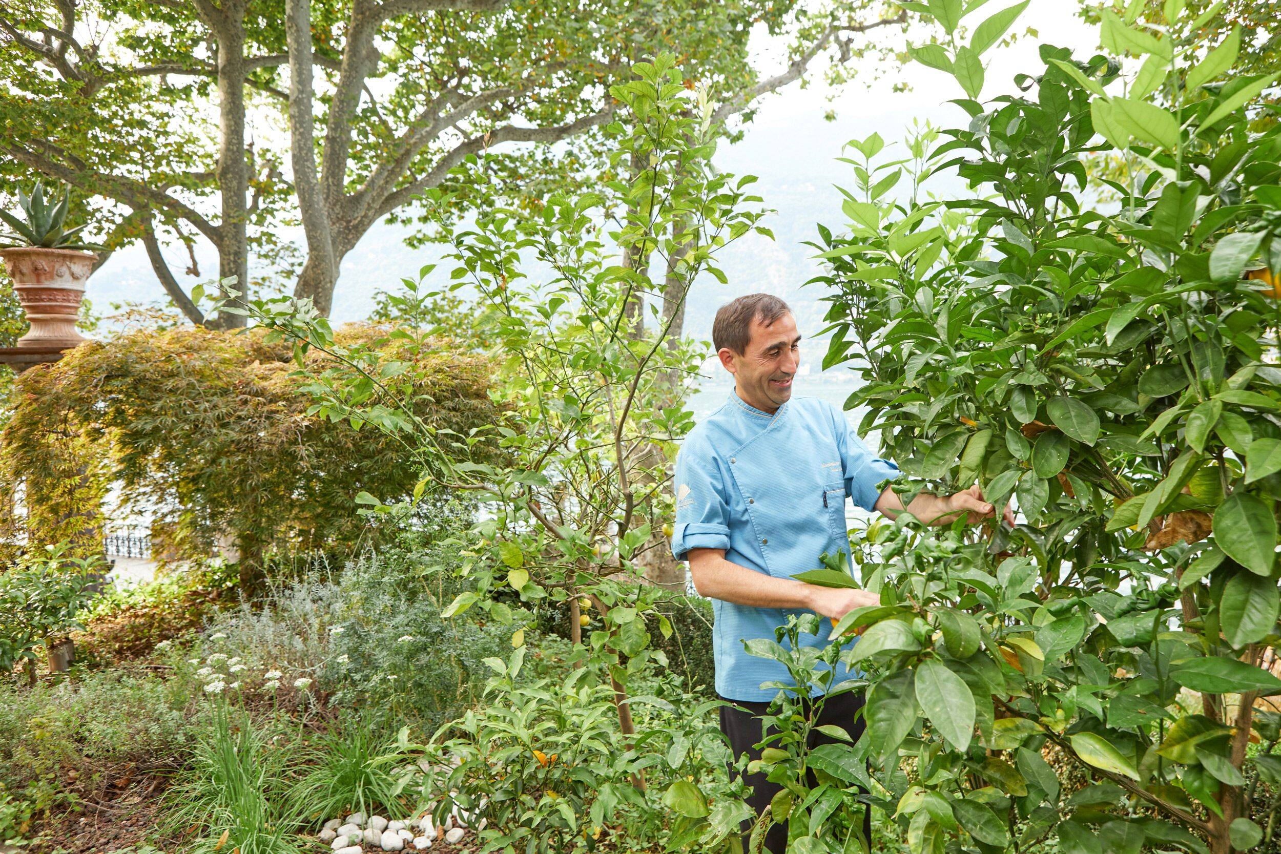 The chef picking herbs at the hotel garden in Lake Como