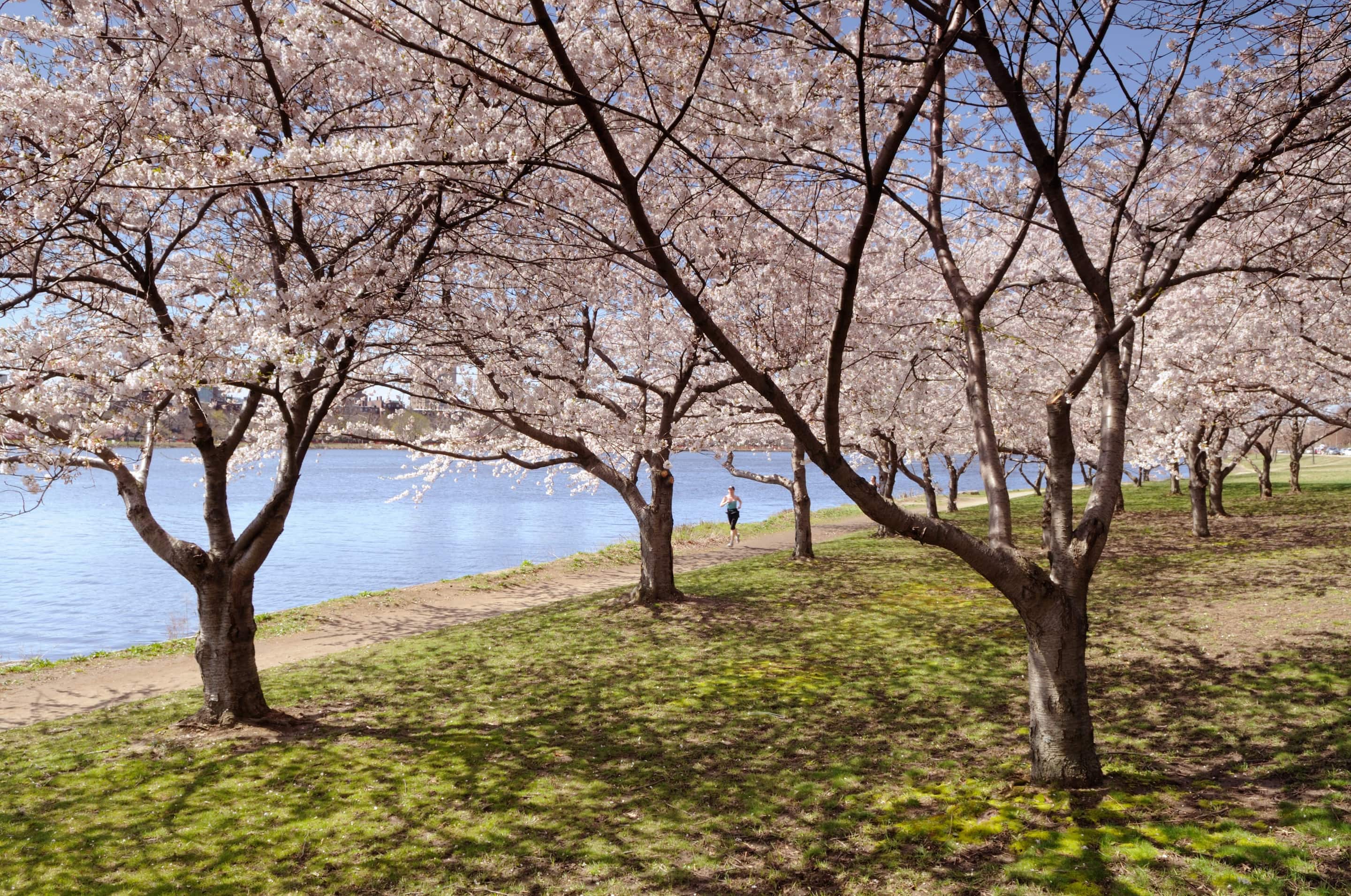 Blossoming trees along Boston's Charles River