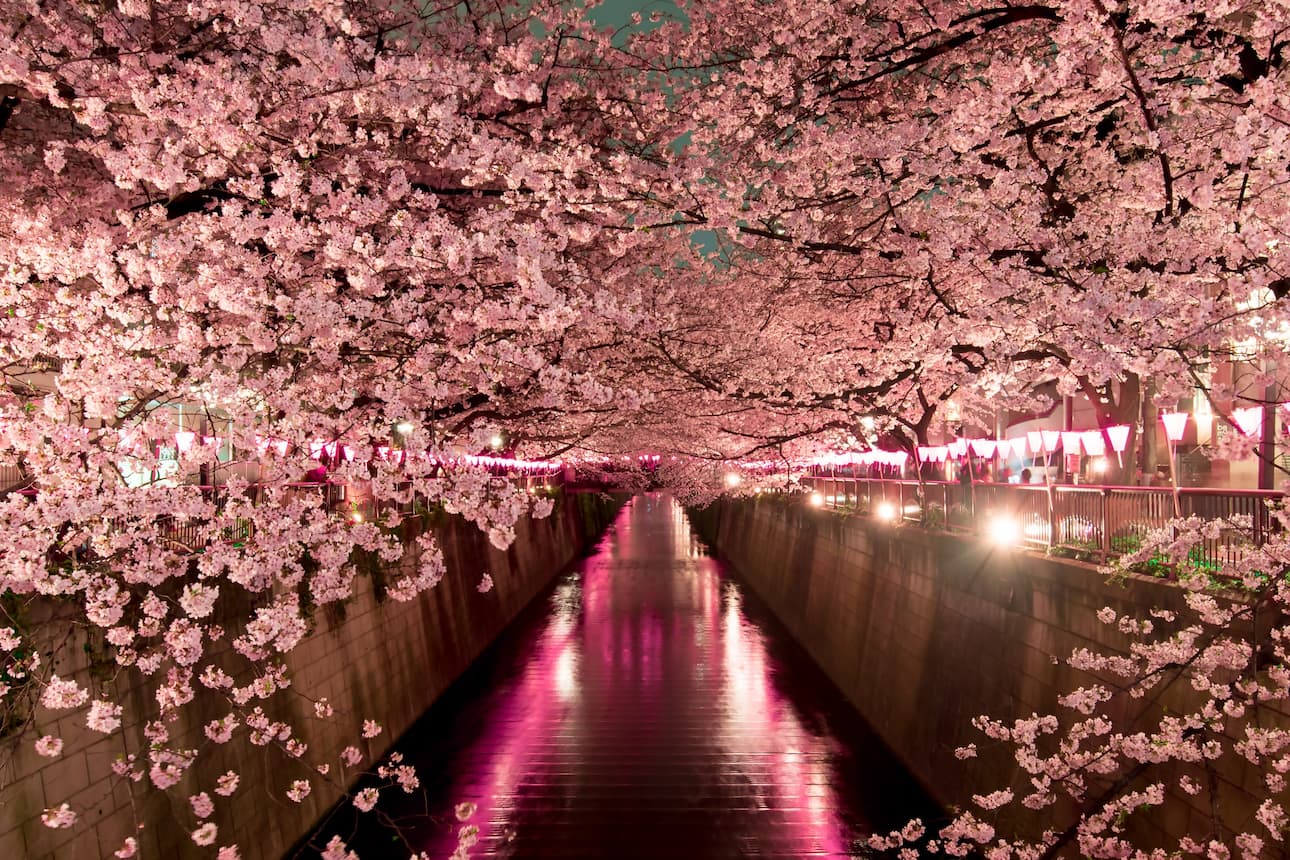 Pink cherry blossom trees lining a river