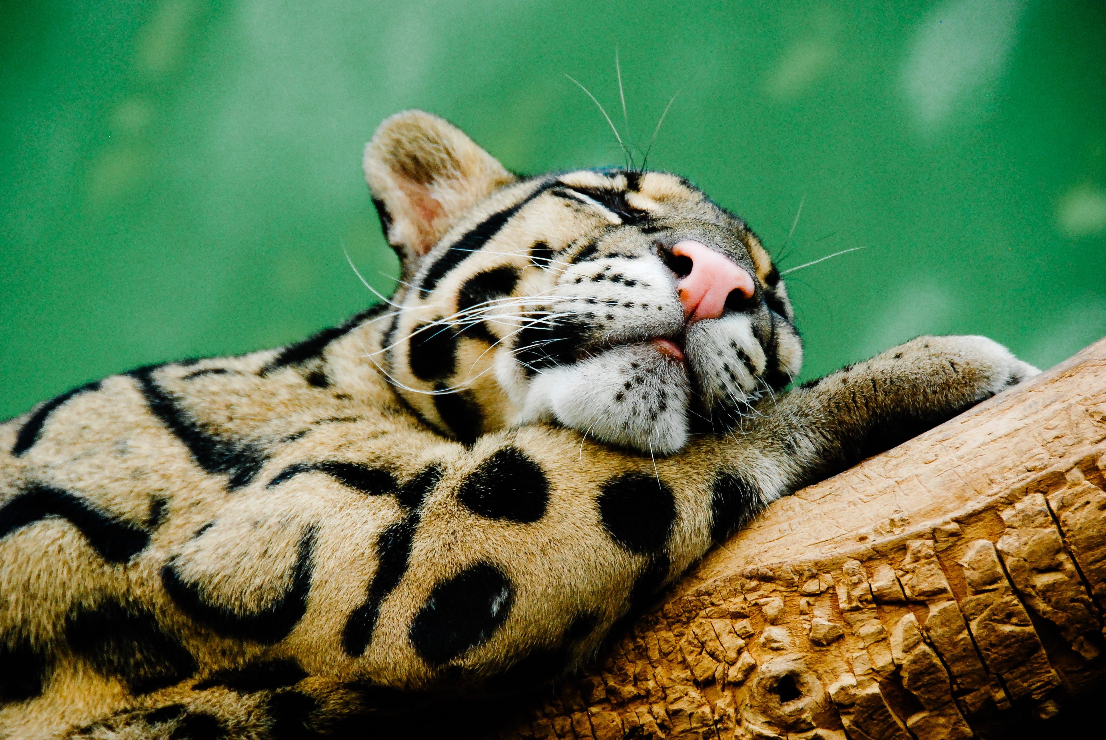 Tiger cub lounging on a tree branch at Prague Zoo