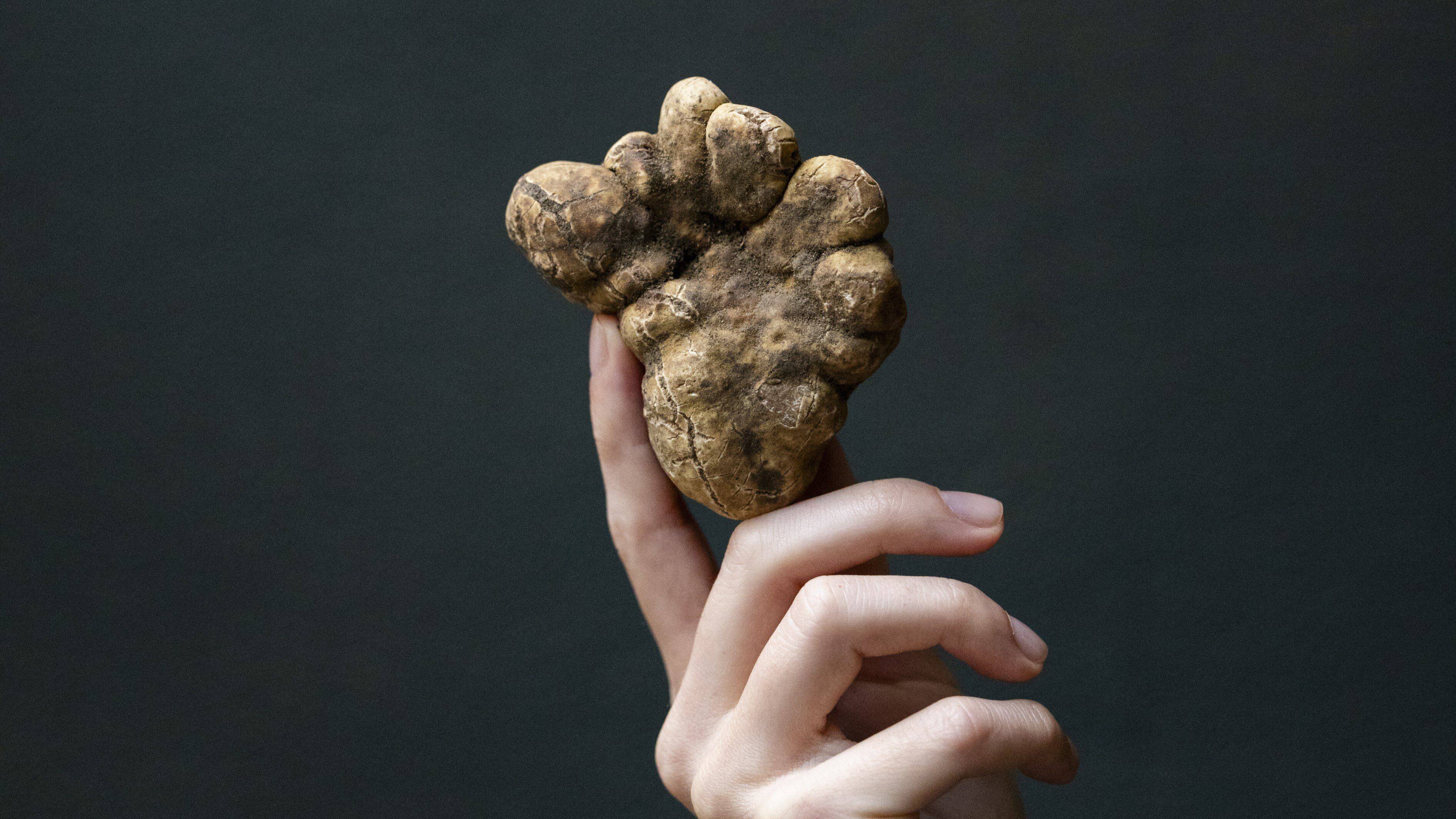 Day Trip in the Land of Wines and Truffles